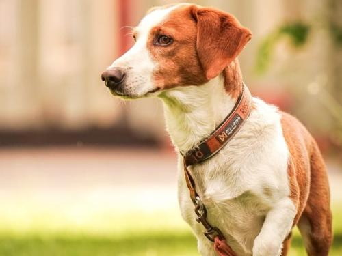 Drever Dog: What to Know About This Scandinavian Breed